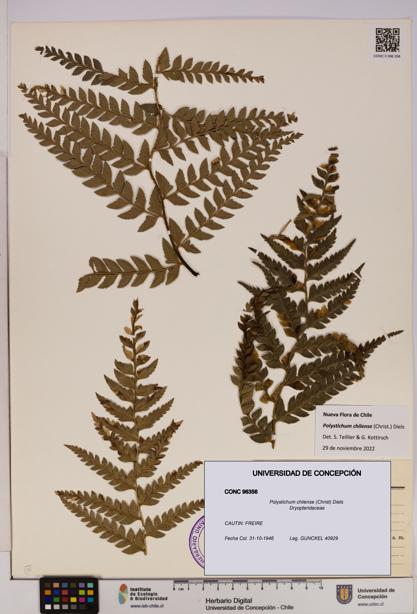 Polystichum chilense [Espécimen: UDEC:CONC:0096356]