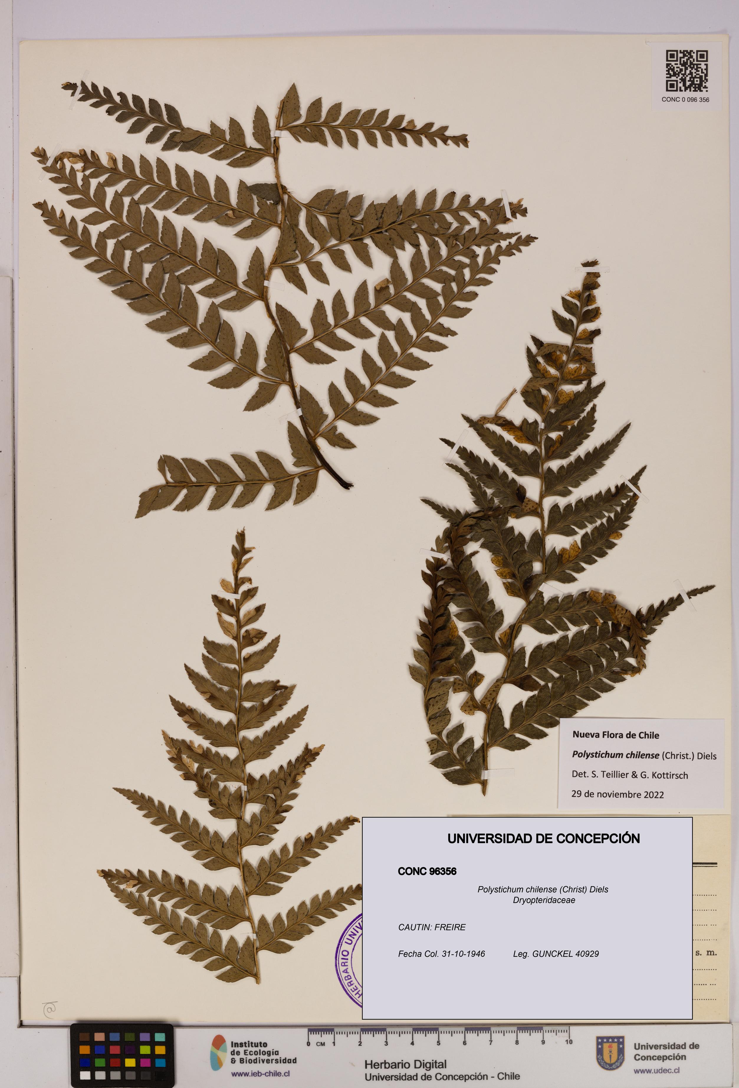 Polystichum chilense [Espécimen: UDEC:CONC:0096356]