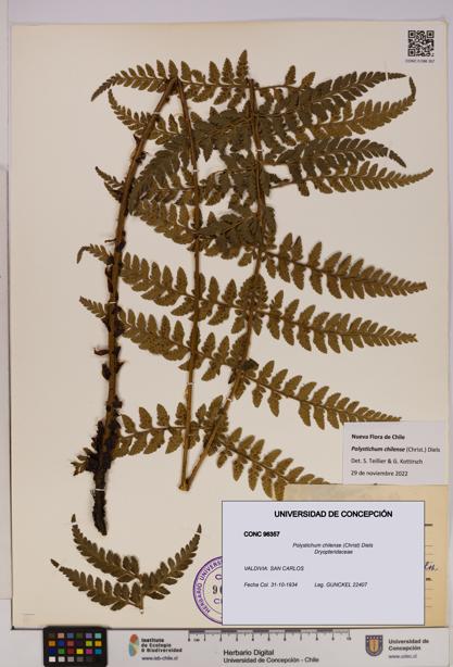 Polystichum chilense [Espécimen: UDEC:CONC:0096357]