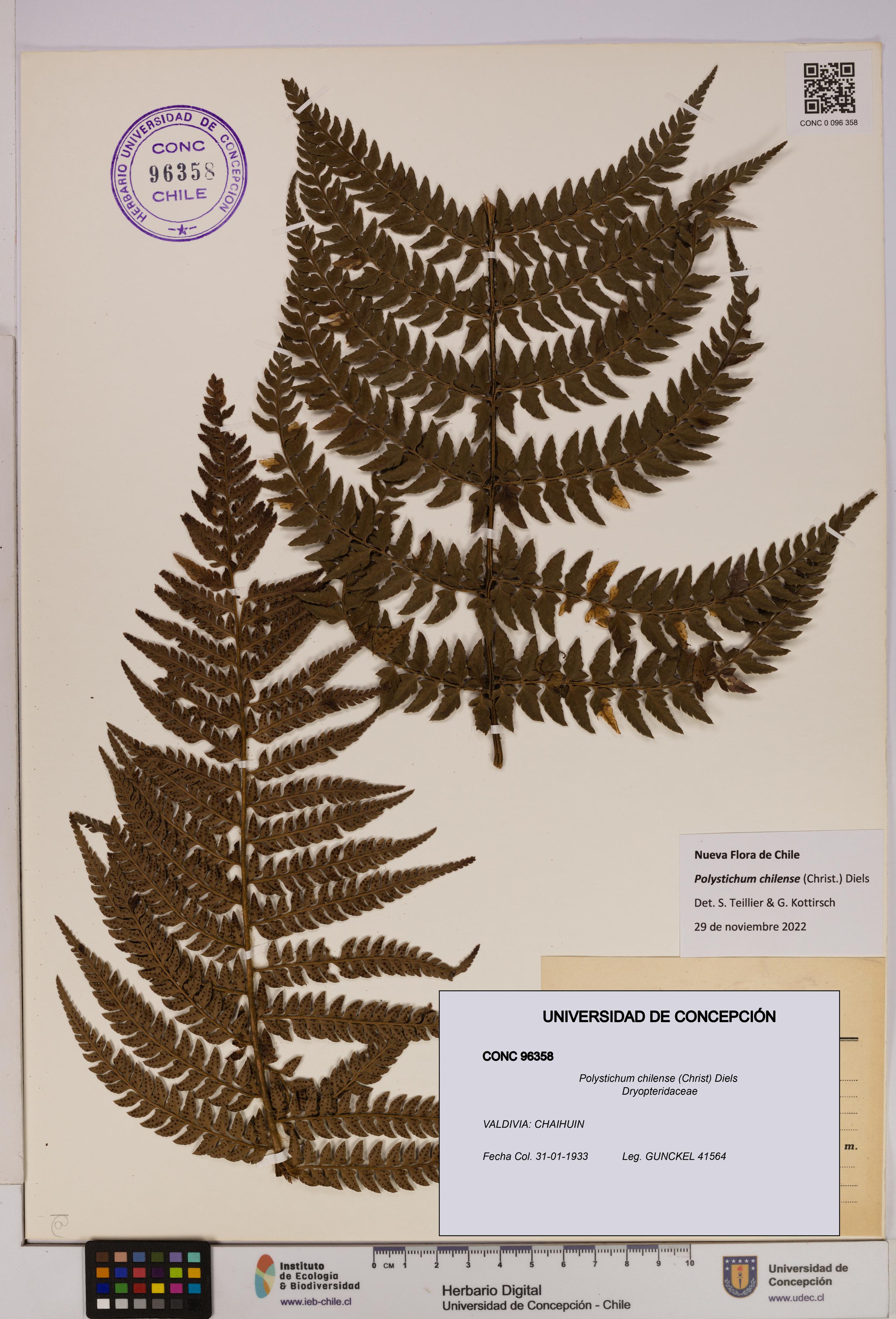 Polystichum chilense [Espécimen: UDEC:CONC:0096358]