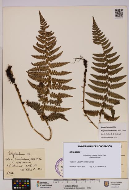 Polystichum chilense [Espécimen: UDEC:CONC:0096359]