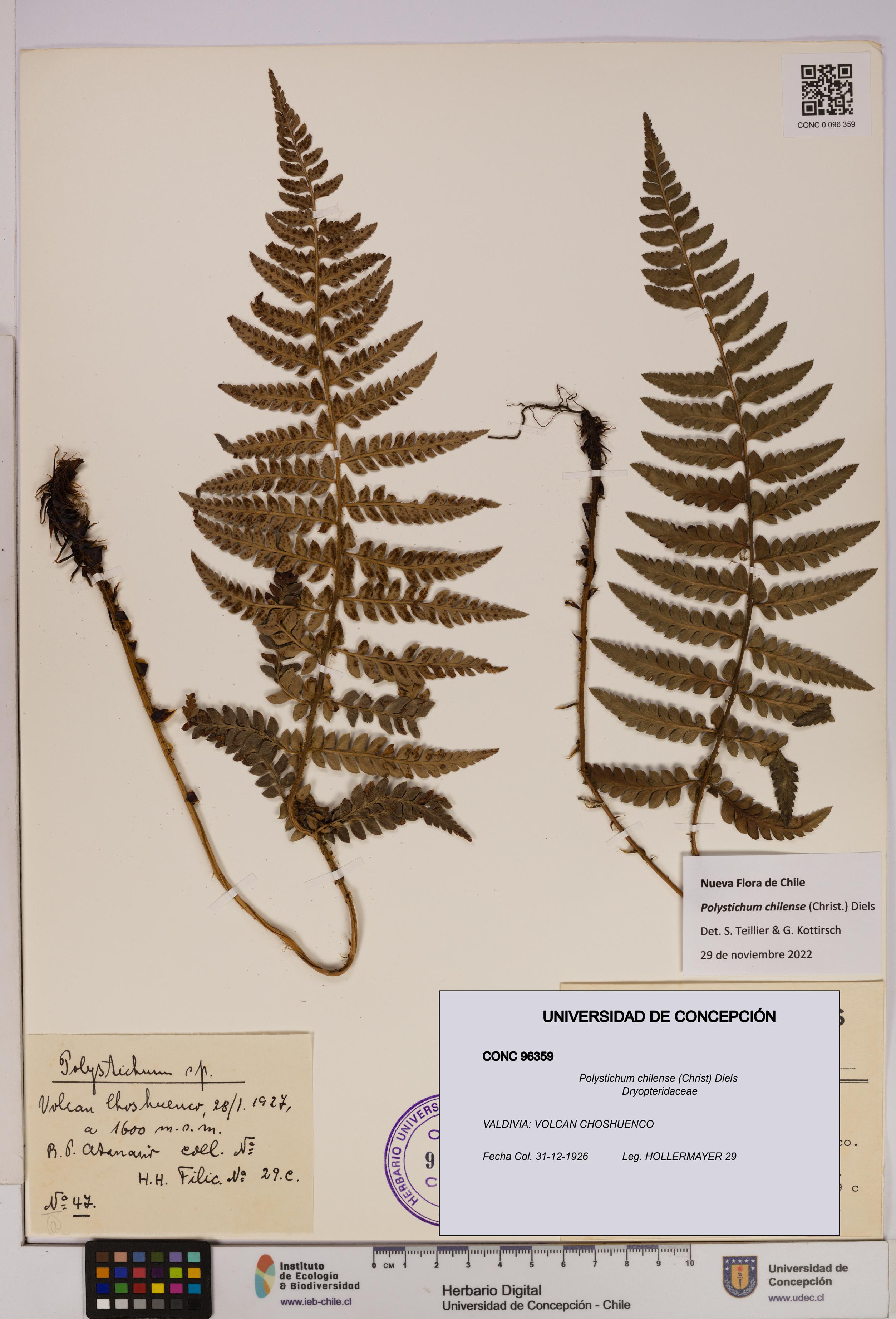 Polystichum chilense [Espécimen: UDEC:CONC:0096359]