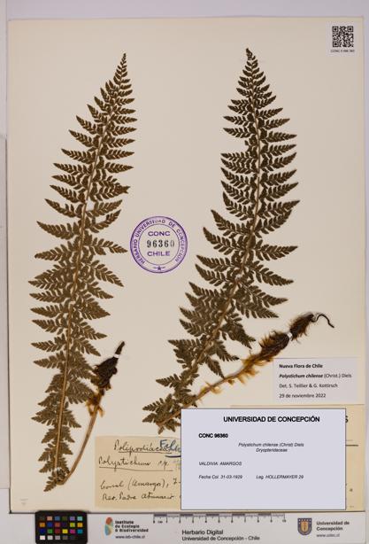 Polystichum chilense [Espécimen: UDEC:CONC:0096360]