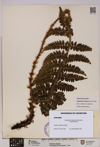 Polystichum chilense [Espécimen: UDEC:CONC:0096361]