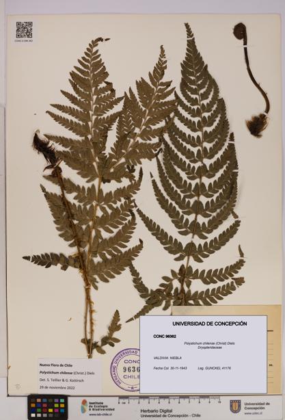 Polystichum chilense [Espécimen: UDEC:CONC:0096362]