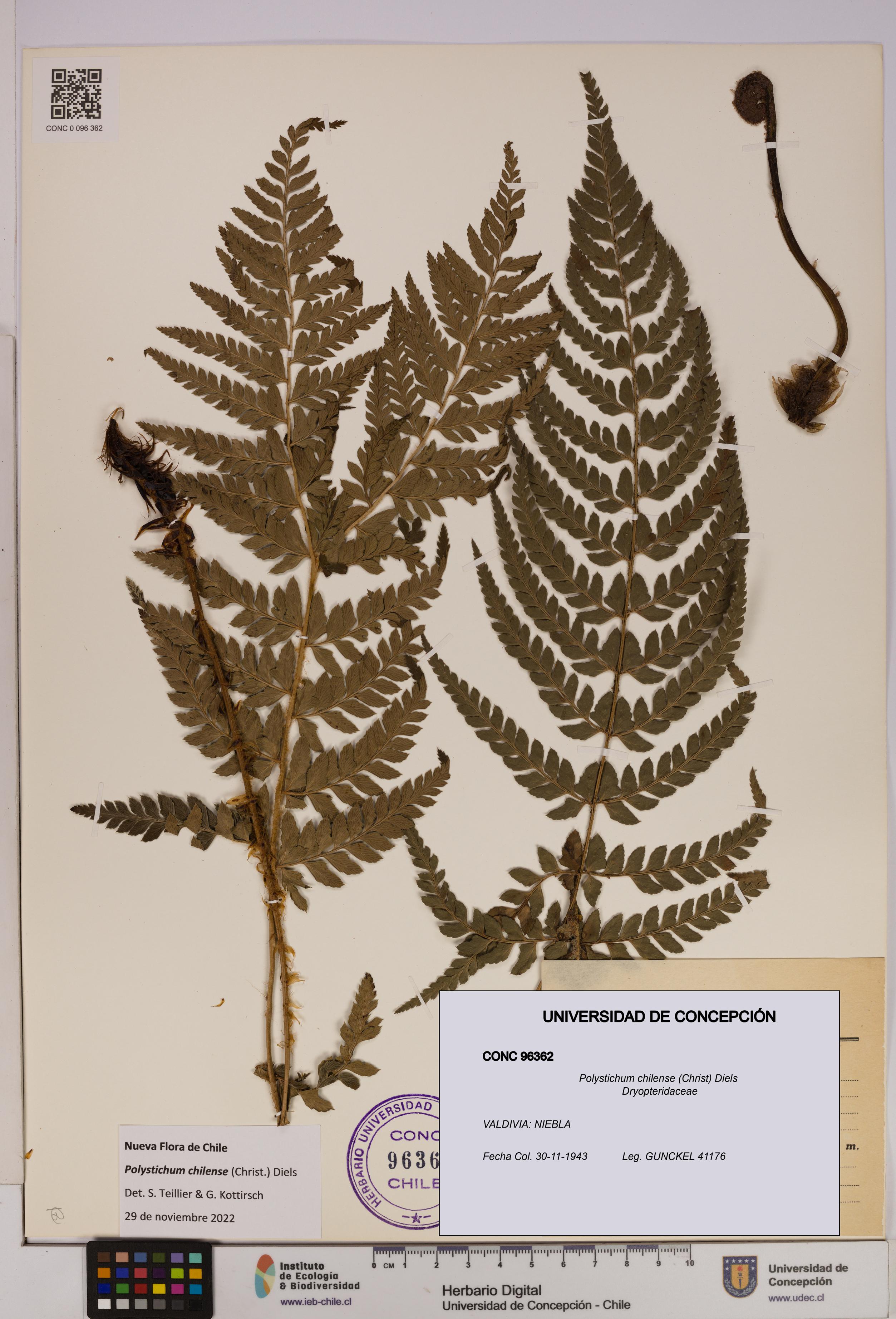 Polystichum chilense [Espécimen: UDEC:CONC:0096362]