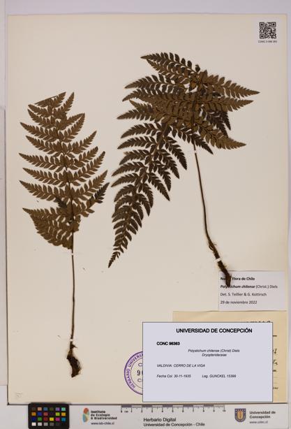 Polystichum chilense [Espécimen: UDEC:CONC:0096363]