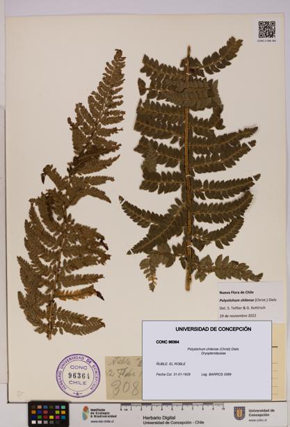 Polystichum chilense [Espécimen: UDEC:CONC:0096364]