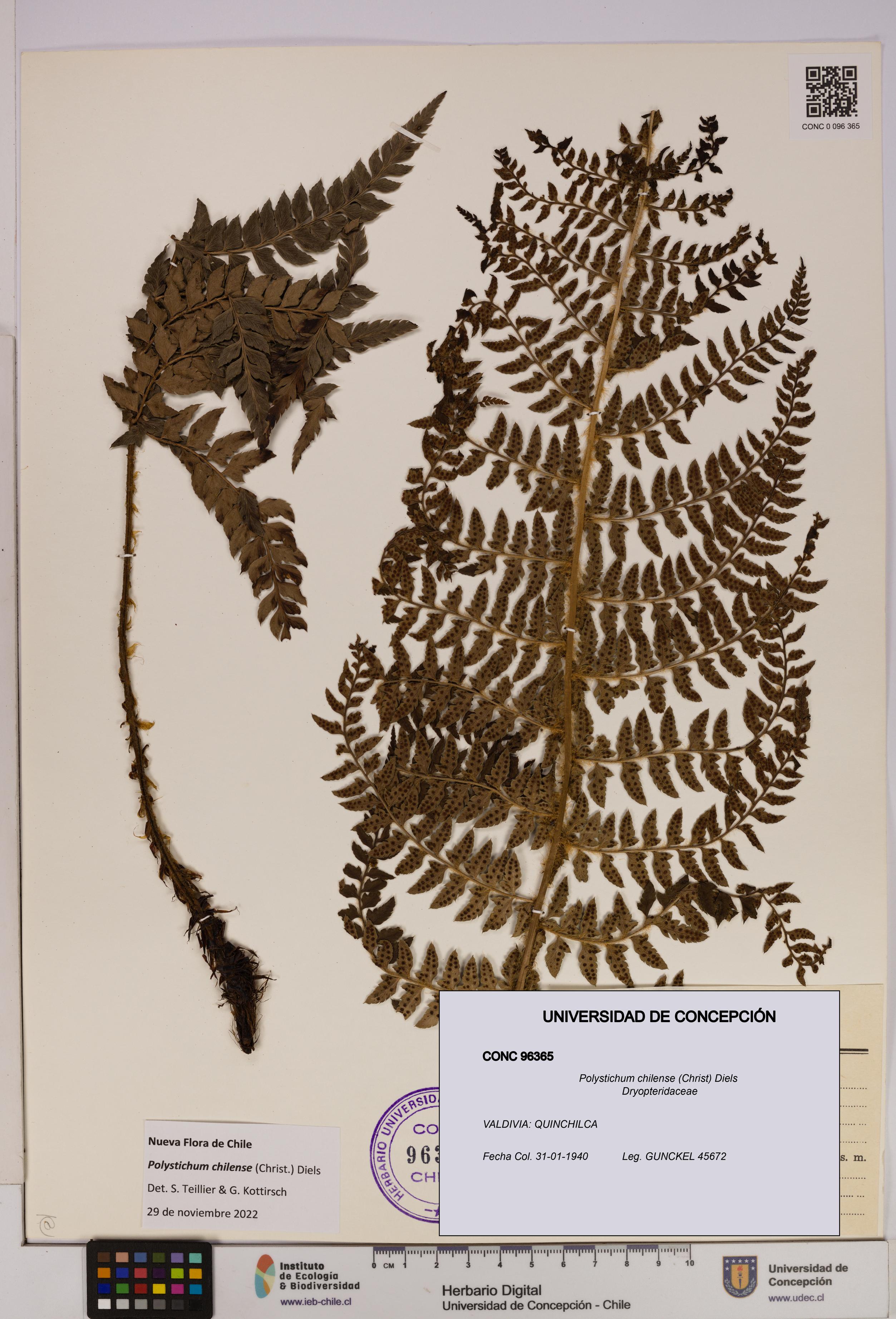 Polystichum chilense [Espécimen: UDEC:CONC:0096365]