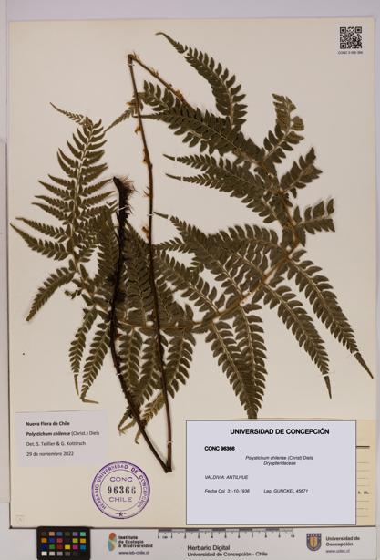 Polystichum chilense [Espécimen: UDEC:CONC:0096366]