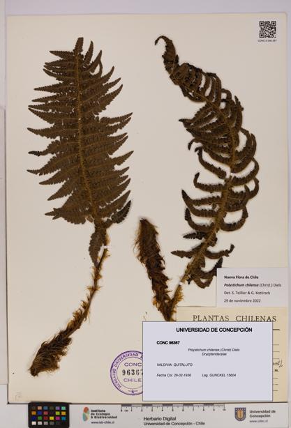 Polystichum chilense [Espécimen: UDEC:CONC:0096367]