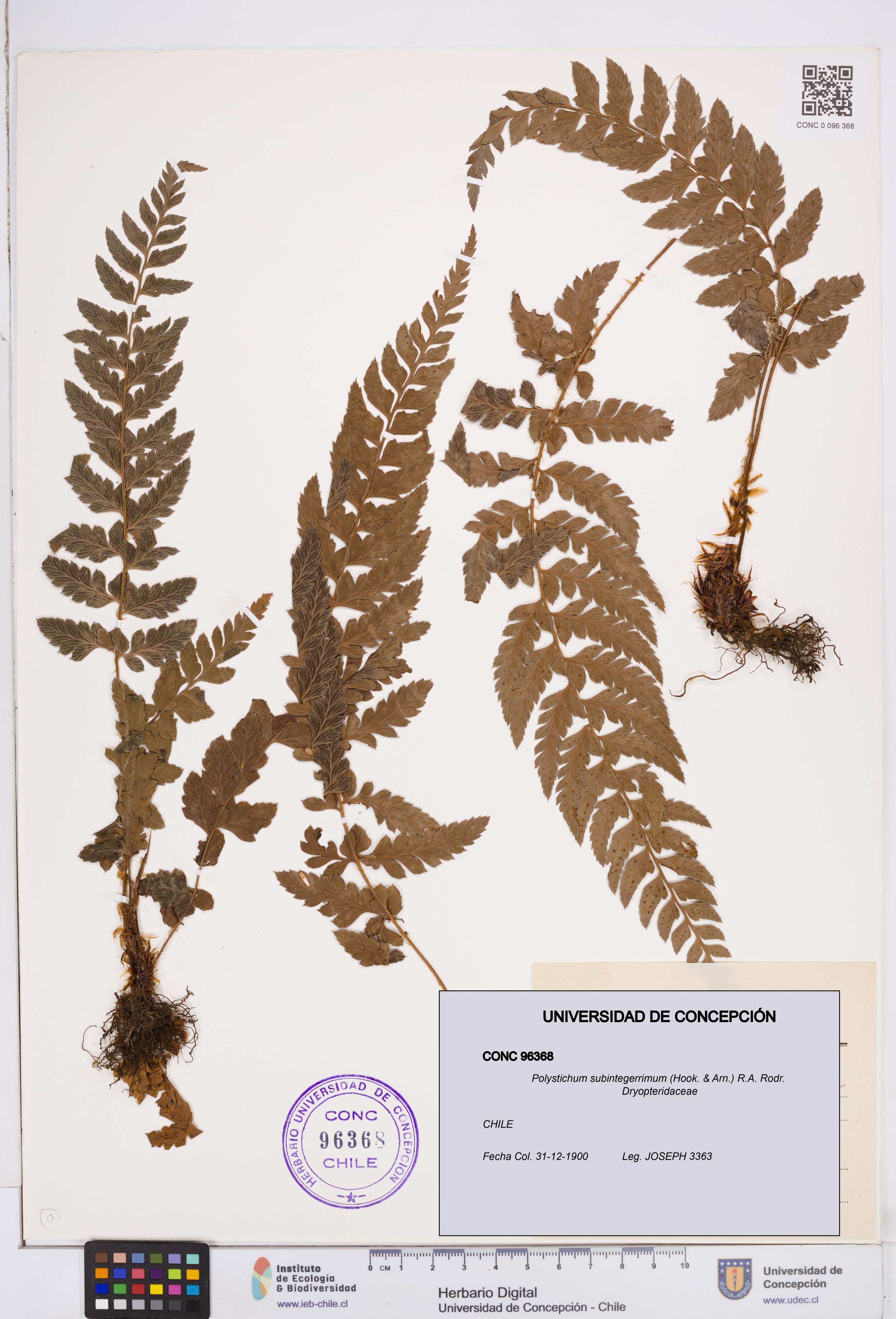 Polystichum subintegerrimum [Espécimen: ]