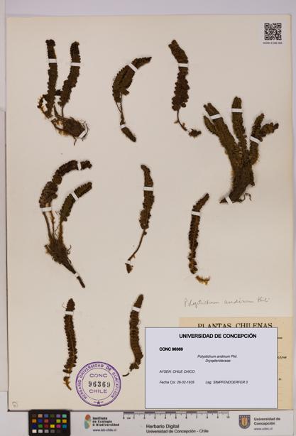 Polystichum andinum [Espécimen: UDEC:CONC:0096369]