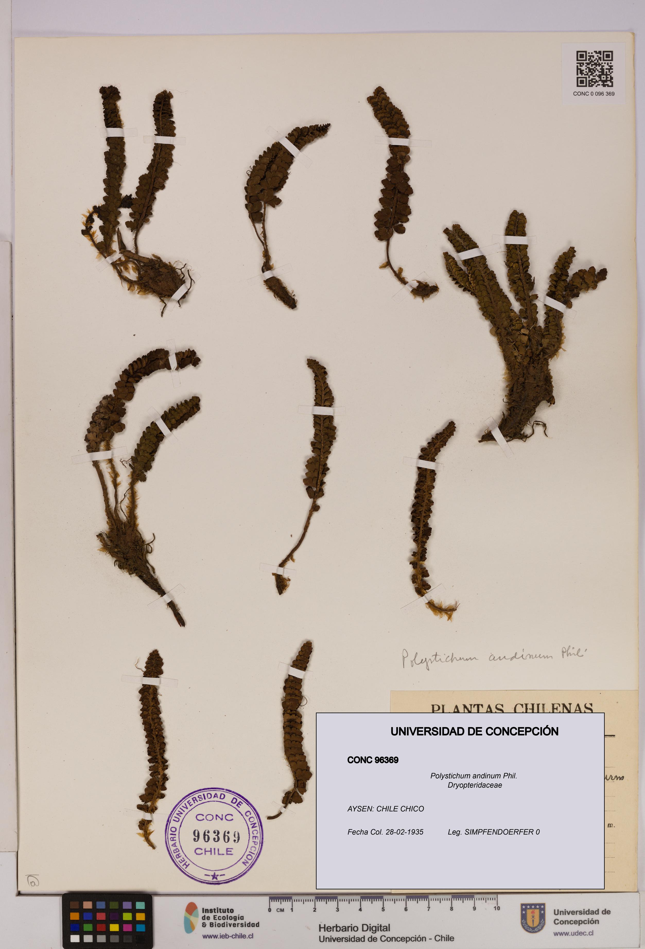 Polystichum andinum [Espécimen: UDEC:CONC:0096369]