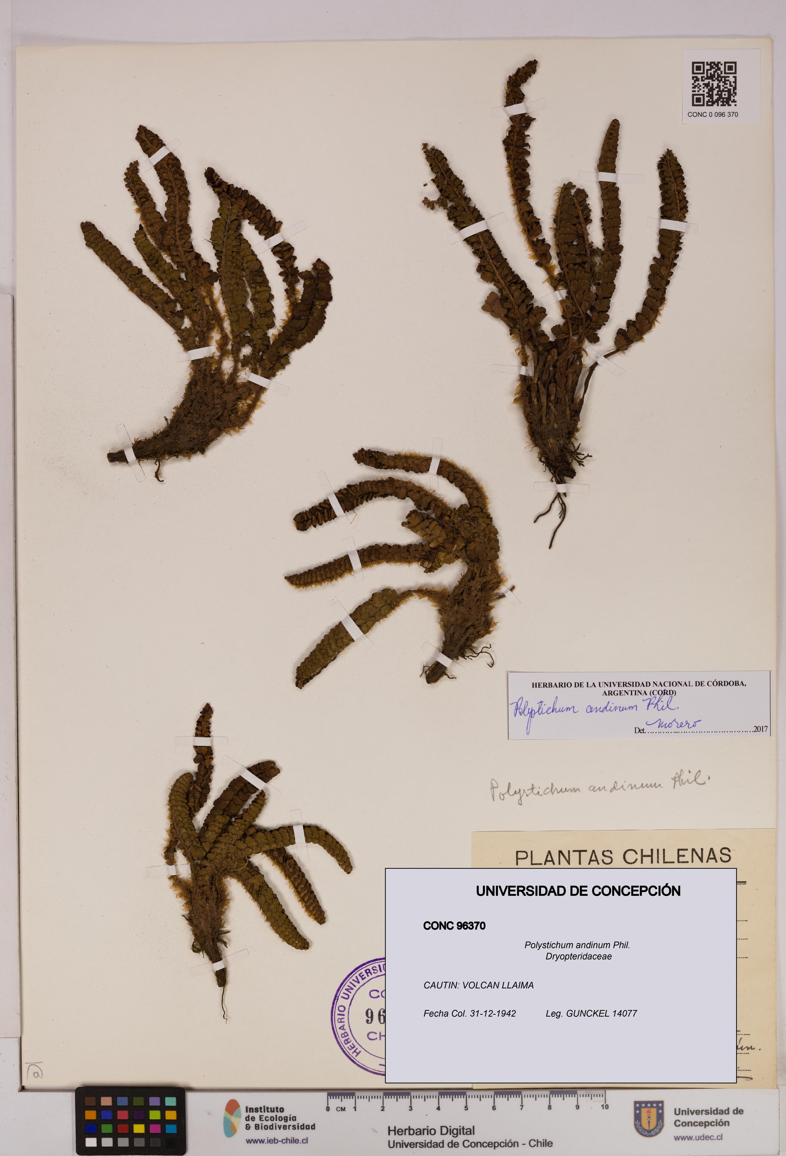 Polystichum andinum [Espécimen: UDEC:CONC:0096370]