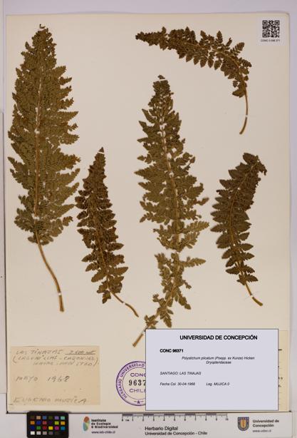 Polystichum plicatum [Espécimen: UDEC:CONC:0096371]