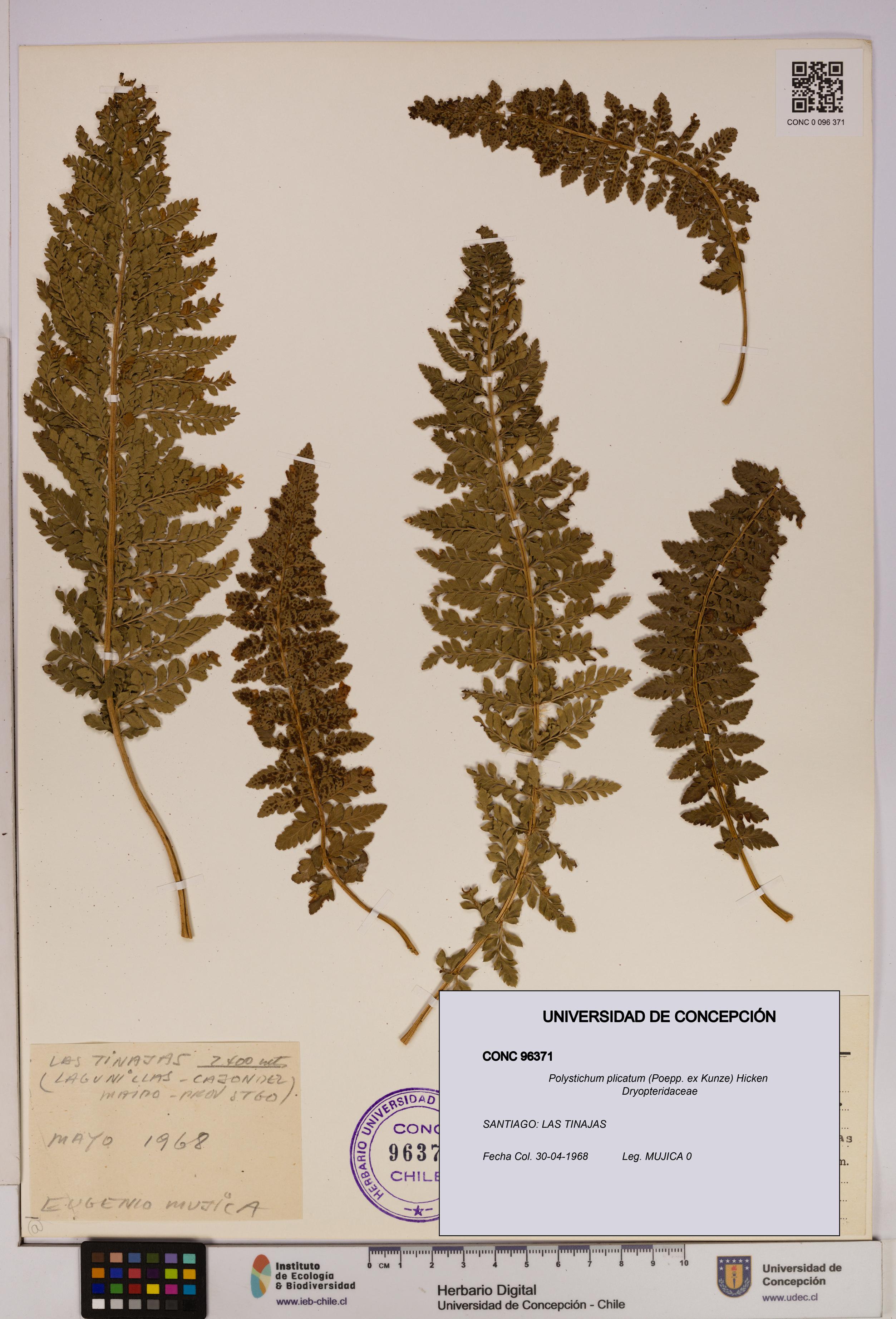 Polystichum plicatum [Espécimen: UDEC:CONC:0096371]