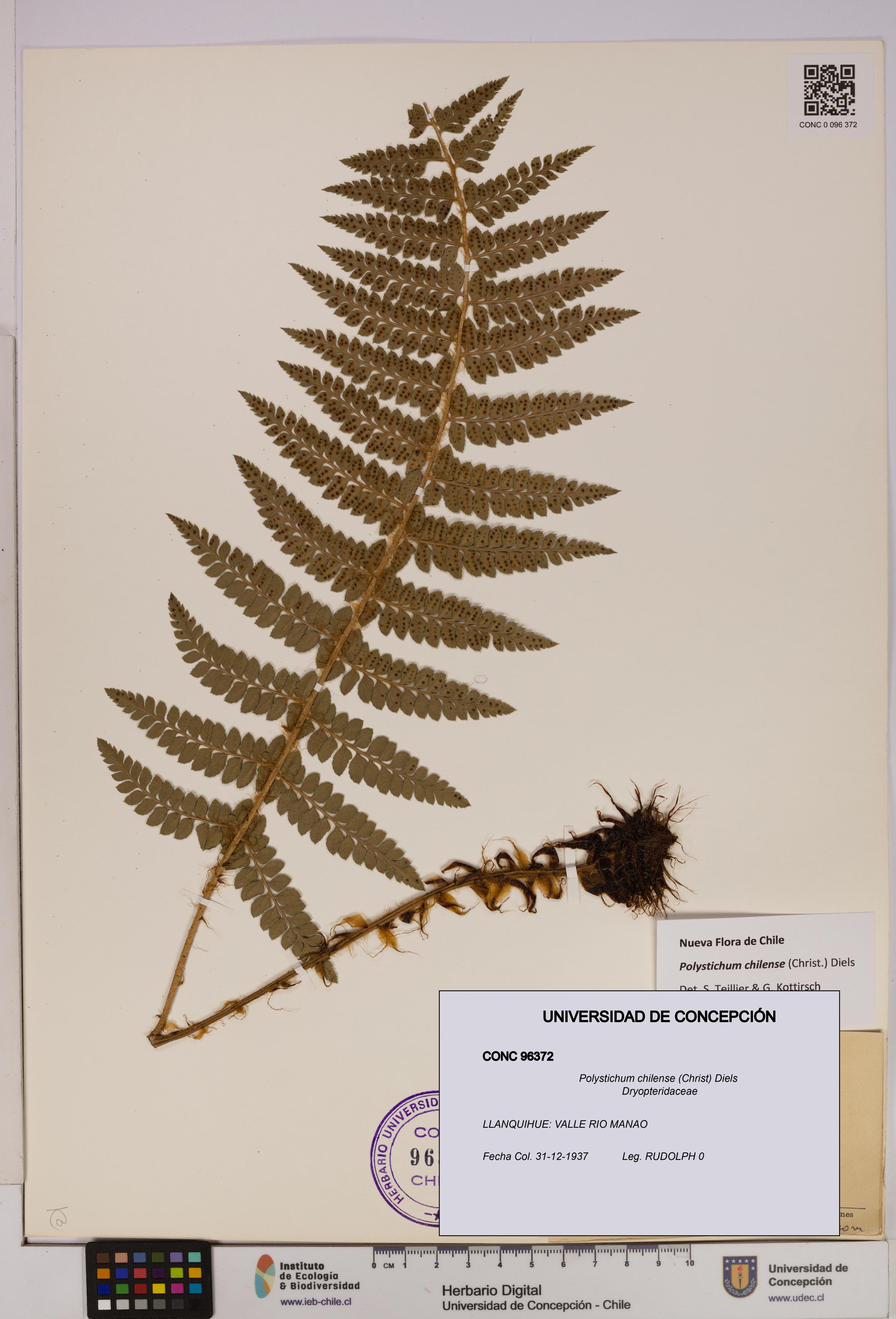 Polystichum chilense [Espécimen: UDEC:CONC:0096372]
