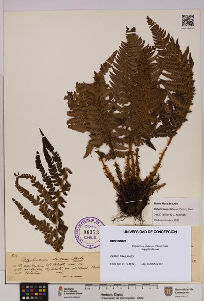 Polystichum chilense [Espécimen: UDEC:CONC:0096373]