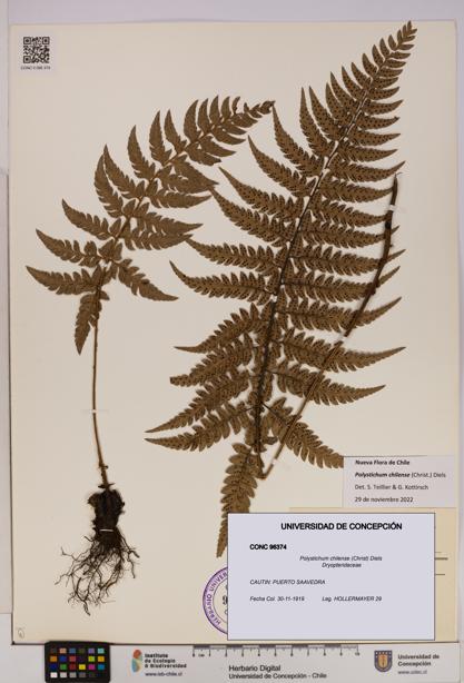 Polystichum chilense [Espécimen: UDEC:CONC:0096374]