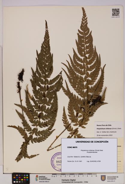 Polystichum chilense [Espécimen: UDEC:CONC:0096375]