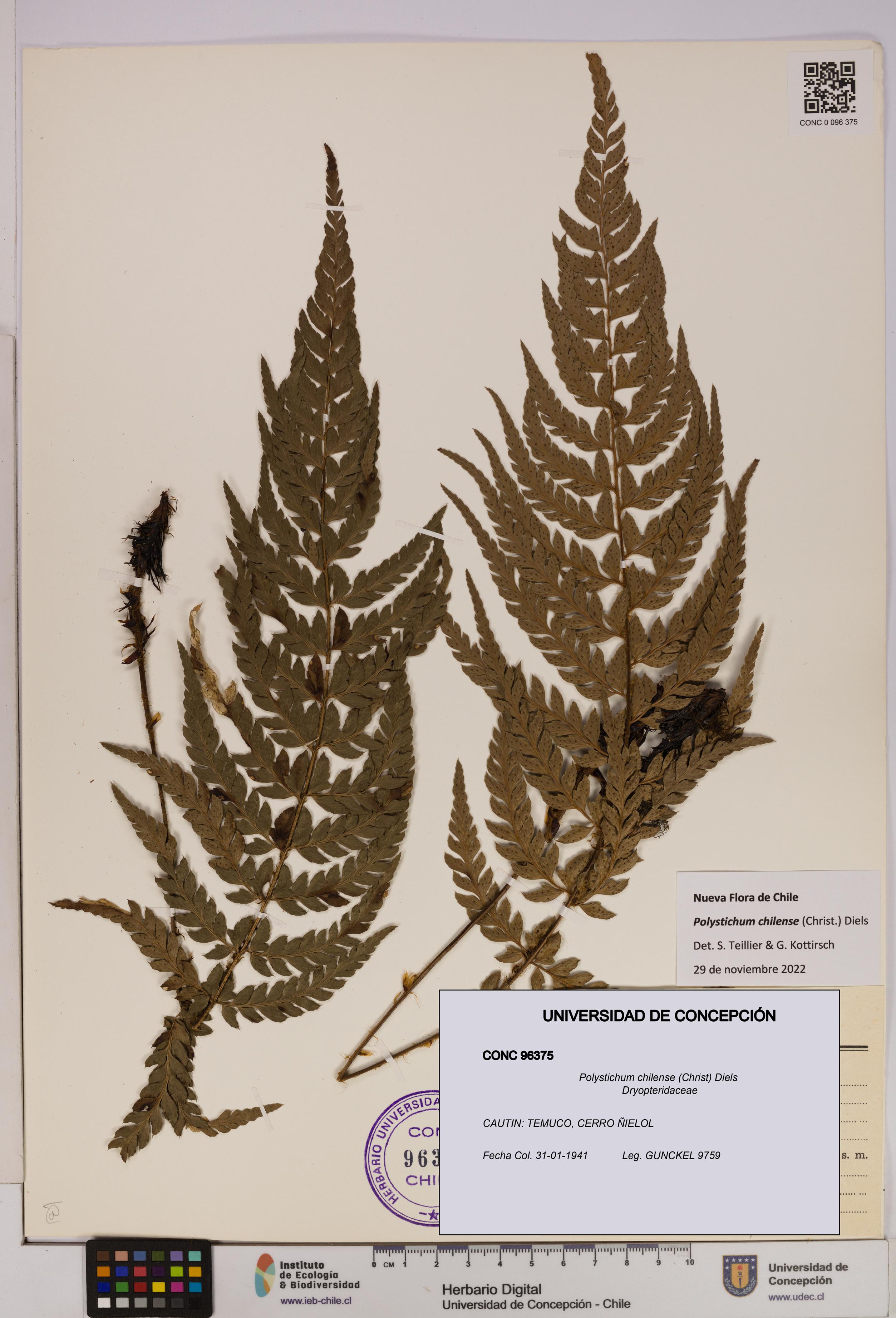 Polystichum chilense [Espécimen: UDEC:CONC:0096375]