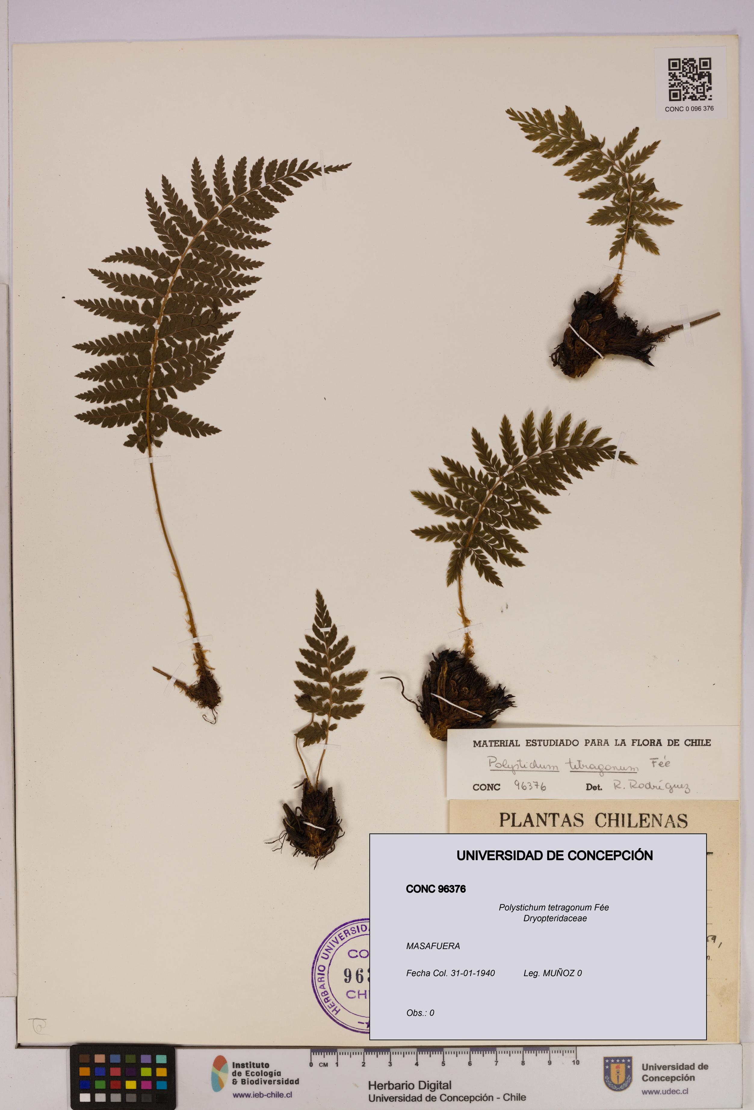 Polystichum tetragonum [Espécimen: UDEC:CONC:0096376]