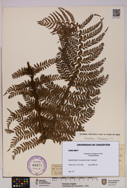 Polystichum tetragonum [Espécimen: UDEC:CONC:0096377]