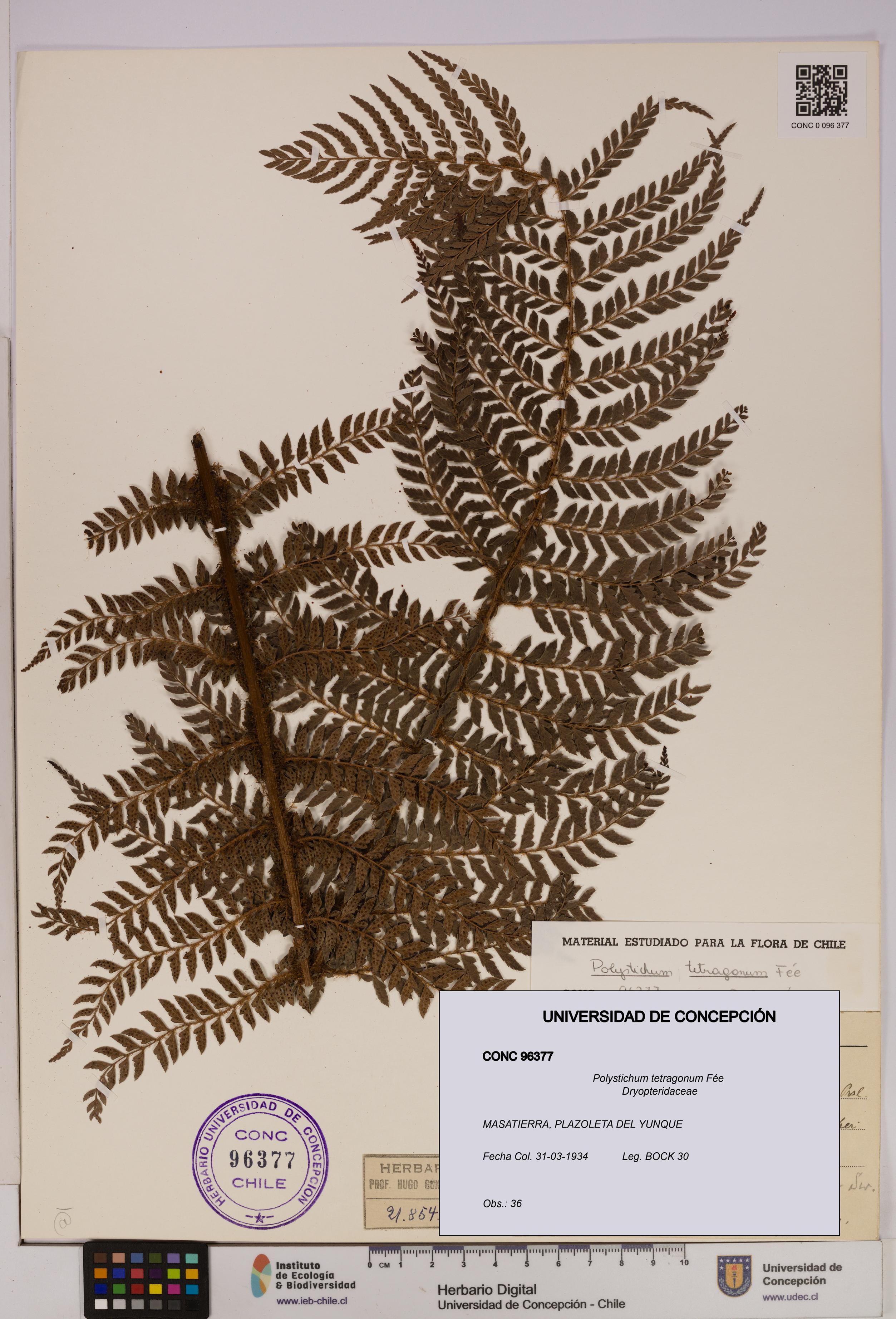 Polystichum tetragonum [Espécimen: UDEC:CONC:0096377]