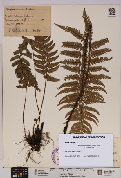 Polystichum chilense [Espécimen: UDEC:CONC:0096378]