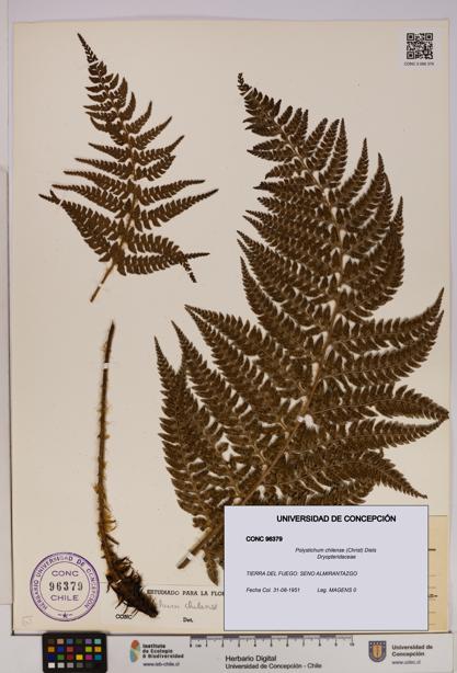 Polystichum chilense [Espécimen: UDEC:CONC:0096379]