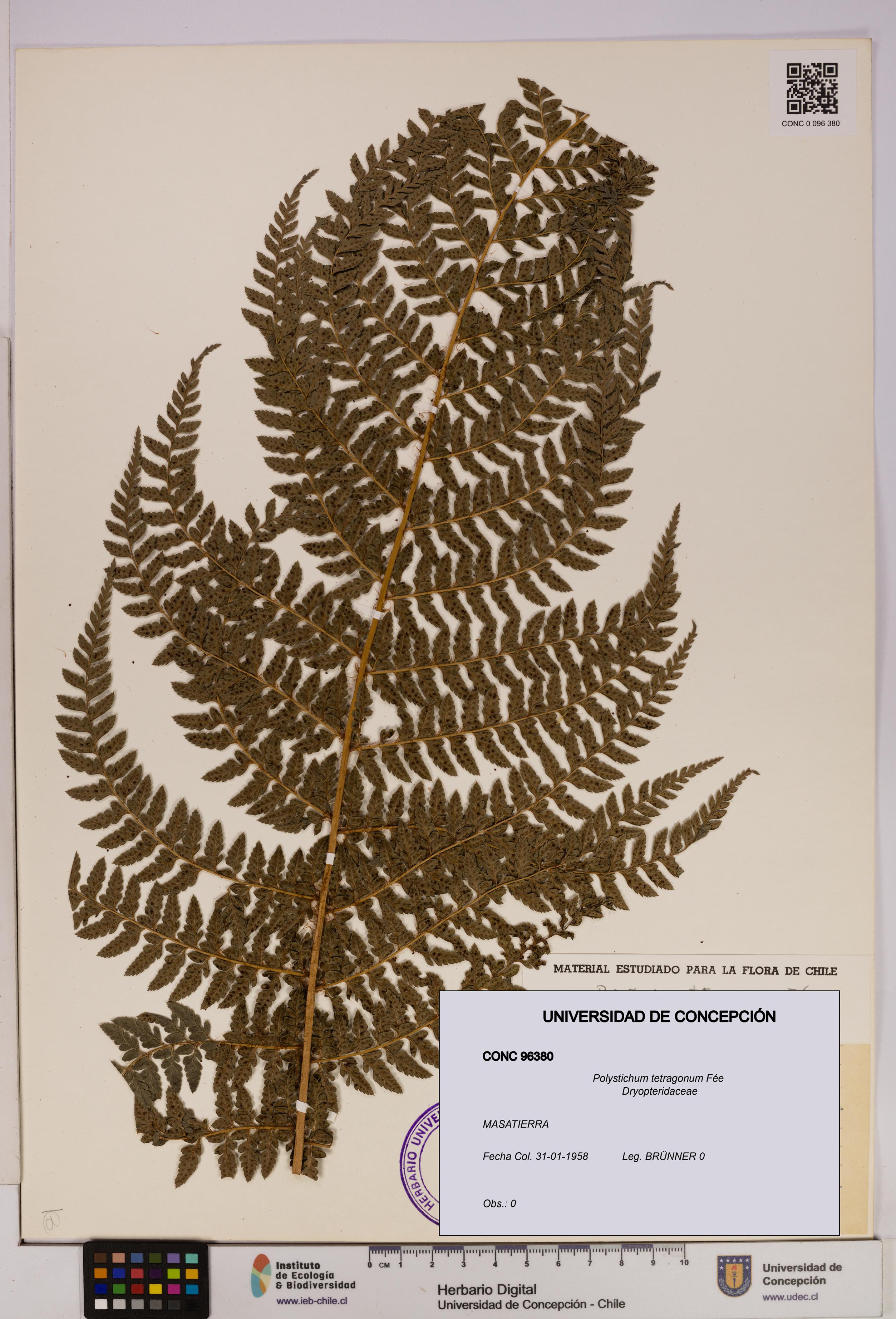 Polystichum tetragonum [Espécimen: UDEC:CONC:0096380]