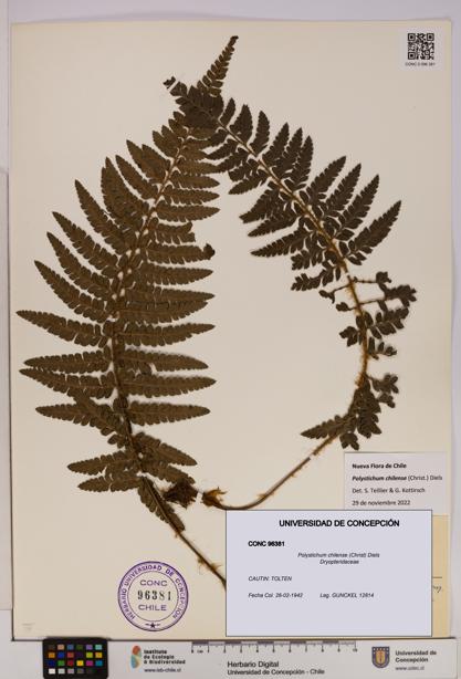 Polystichum chilense [Espécimen: UDEC:CONC:0096381]