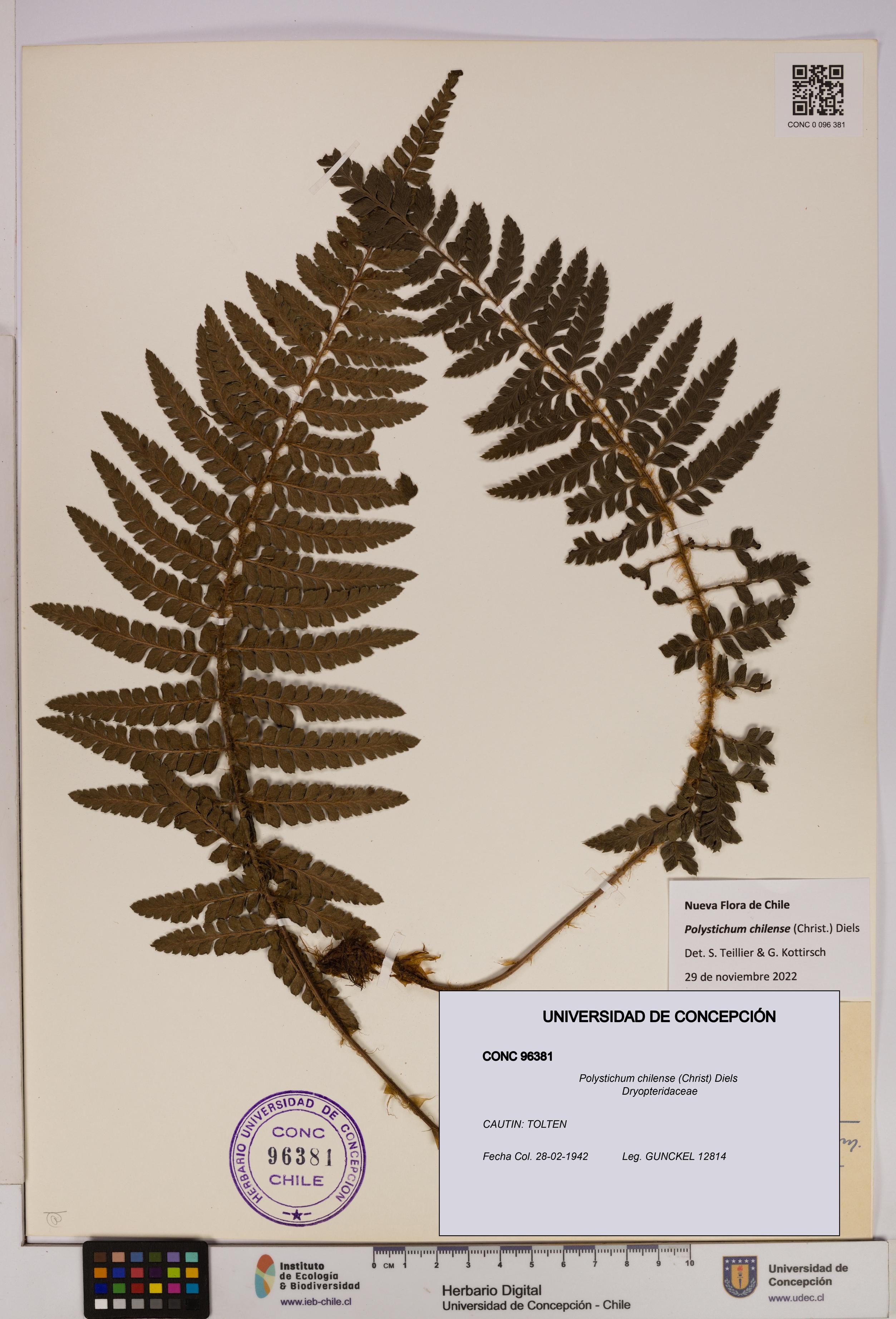 Polystichum chilense [Espécimen: UDEC:CONC:0096381]