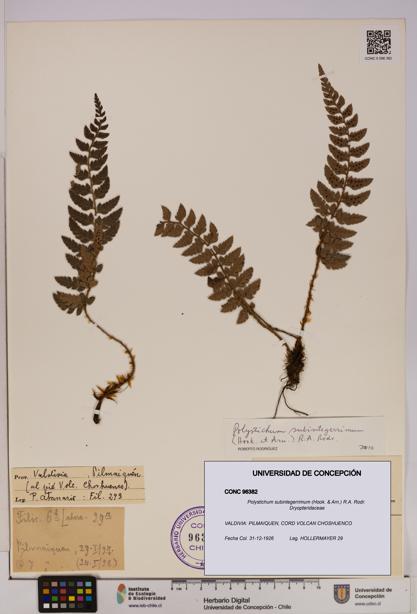 Polystichum subintegerrimum [Espécimen: UDEC:CONC:0096382]