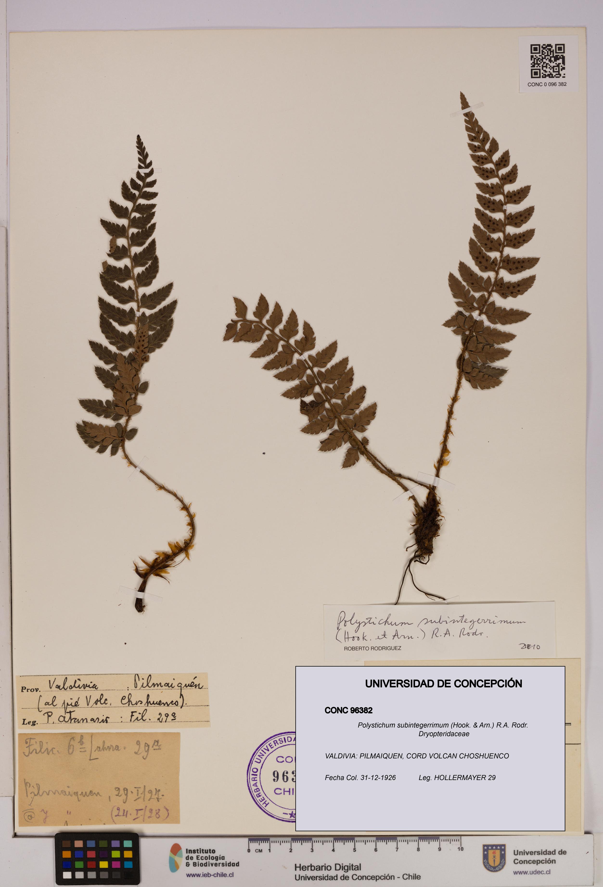 Polystichum subintegerrimum [Espécimen: UDEC:CONC:0096382]