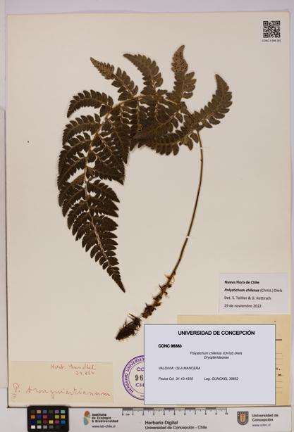 Polystichum chilense [Espécimen: UDEC:CONC:0096383]
