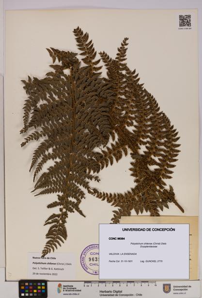 Polystichum chilense [Espécimen: UDEC:CONC:0096384]