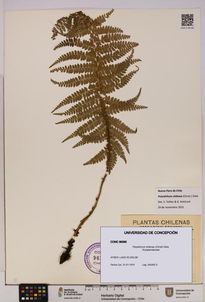 Polystichum chilense [Espécimen: UDEC:CONC:0096385]