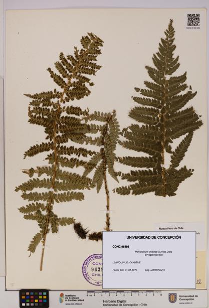 Polystichum chilense [Espécimen: UDEC:CONC:0096386]