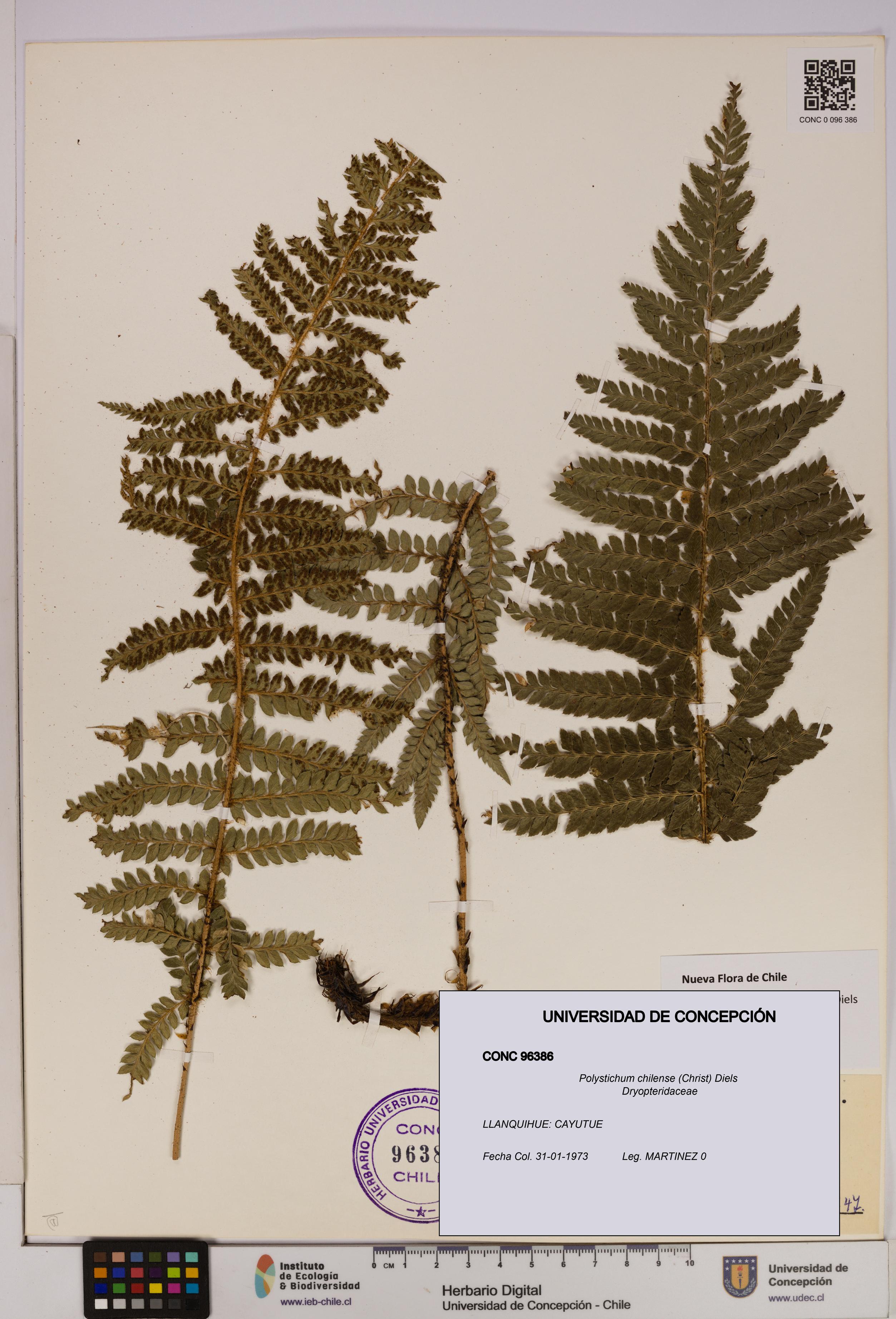 Polystichum chilense [Espécimen: UDEC:CONC:0096386]