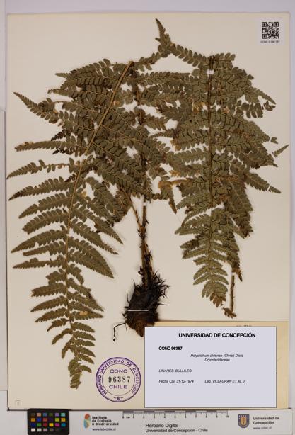 Polystichum chilense [Espécimen: UDEC:CONC:0096387]