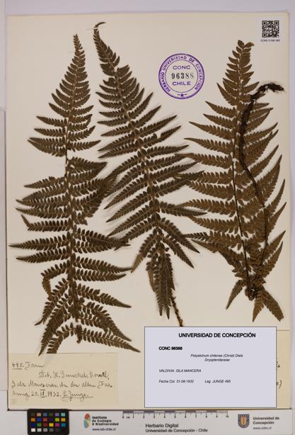 Polystichum chilense [Espécimen: UDEC:CONC:0096388]