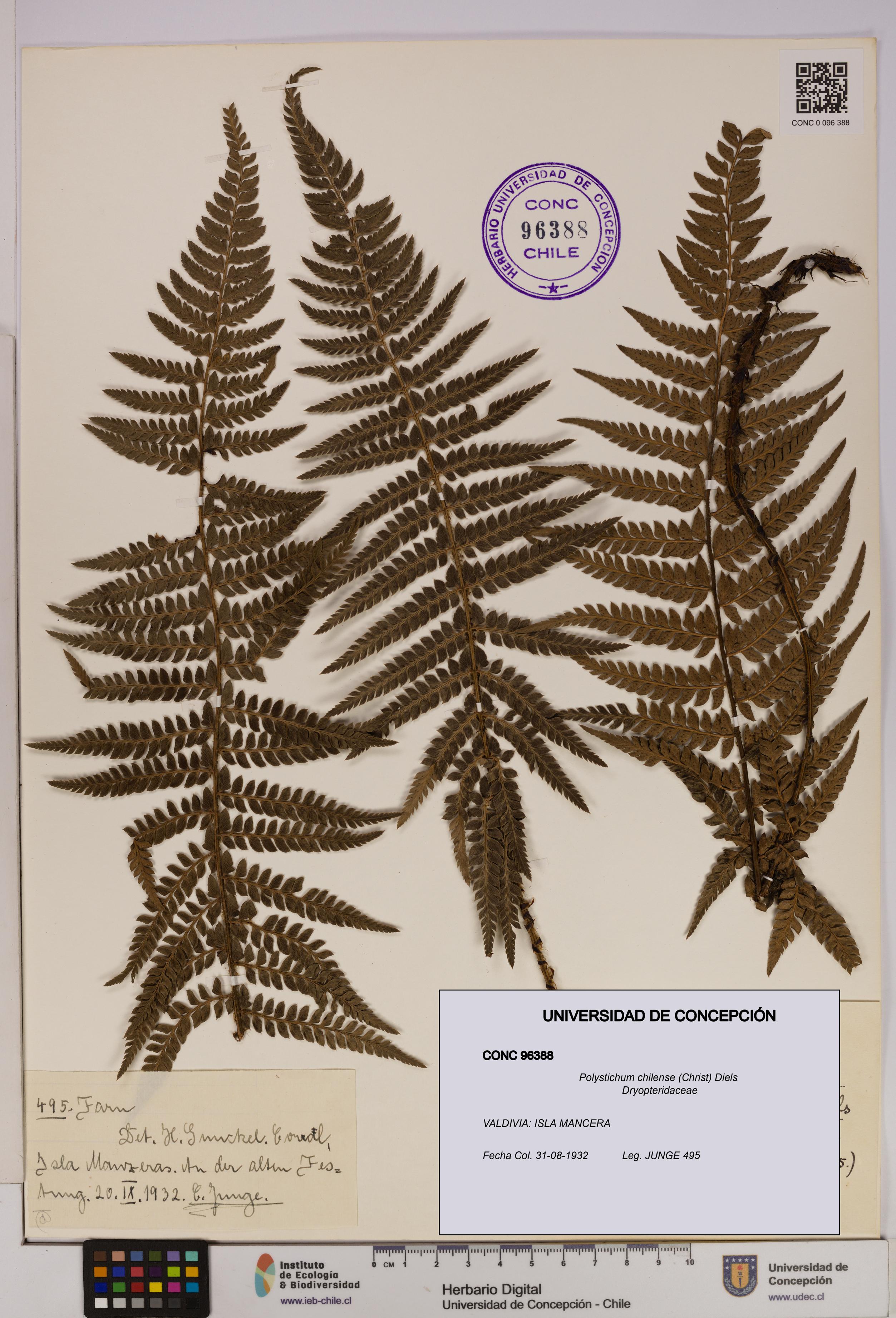 Polystichum chilense [Espécimen: UDEC:CONC:0096388]