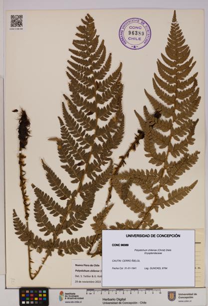 Polystichum chilense [Espécimen: UDEC:CONC:0096389]