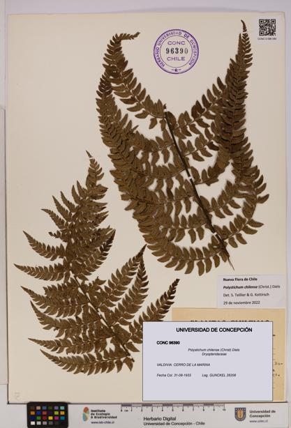 Polystichum chilense [Espécimen: UDEC:CONC:0096390]