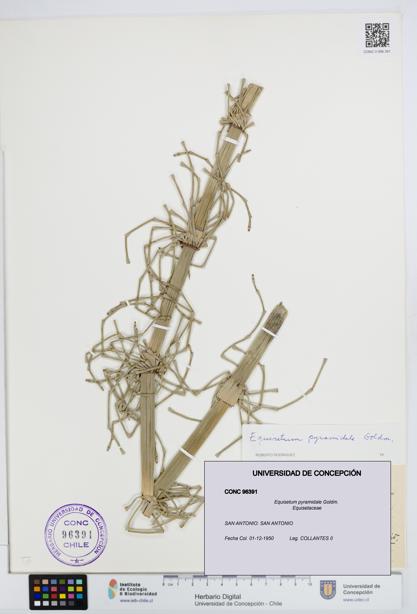 Equisetum giganteum [Espécimen: UDEC:CONC:0096391]
