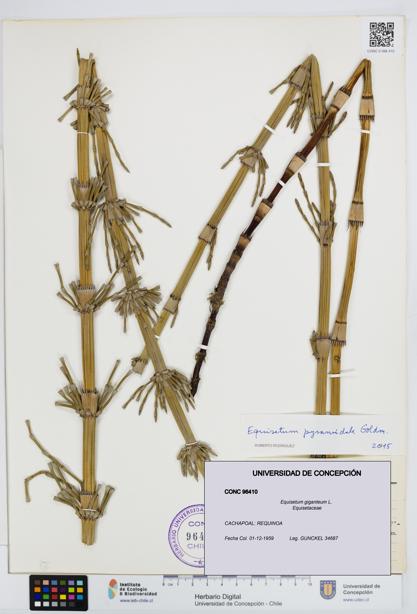Equisetum giganteum [Espécimen: UDEC:CONC:0096410]