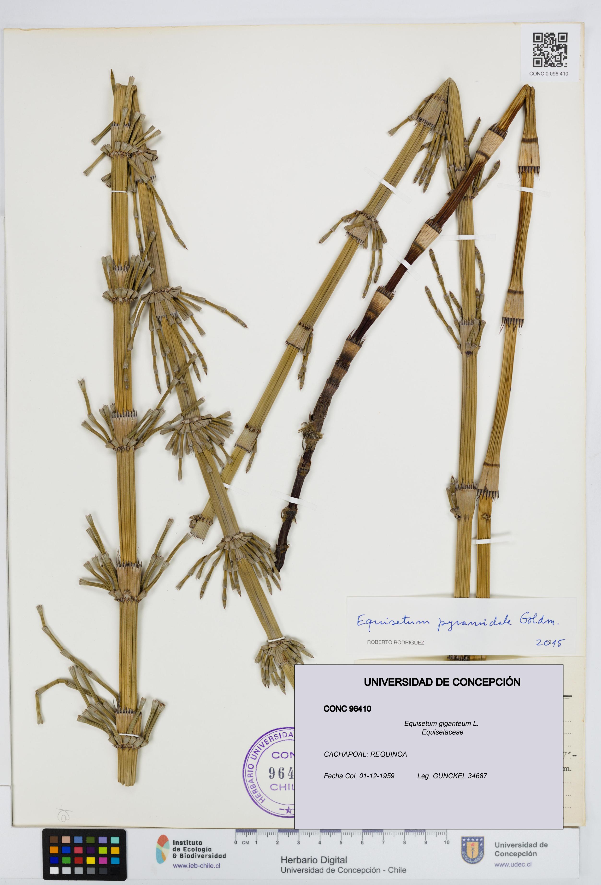 Equisetum giganteum [Espécimen: UDEC:CONC:0096410]