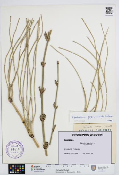 Equisetum giganteum [Espécimen: UDEC:CONC:0096413]